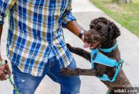 8 Daily Habits to Strengthen Your Bond With Your Dog