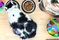 DIY Easter Basket Ideas for Pets