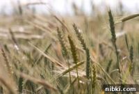 How to Prevent Gluten Cross-Contamination at Home