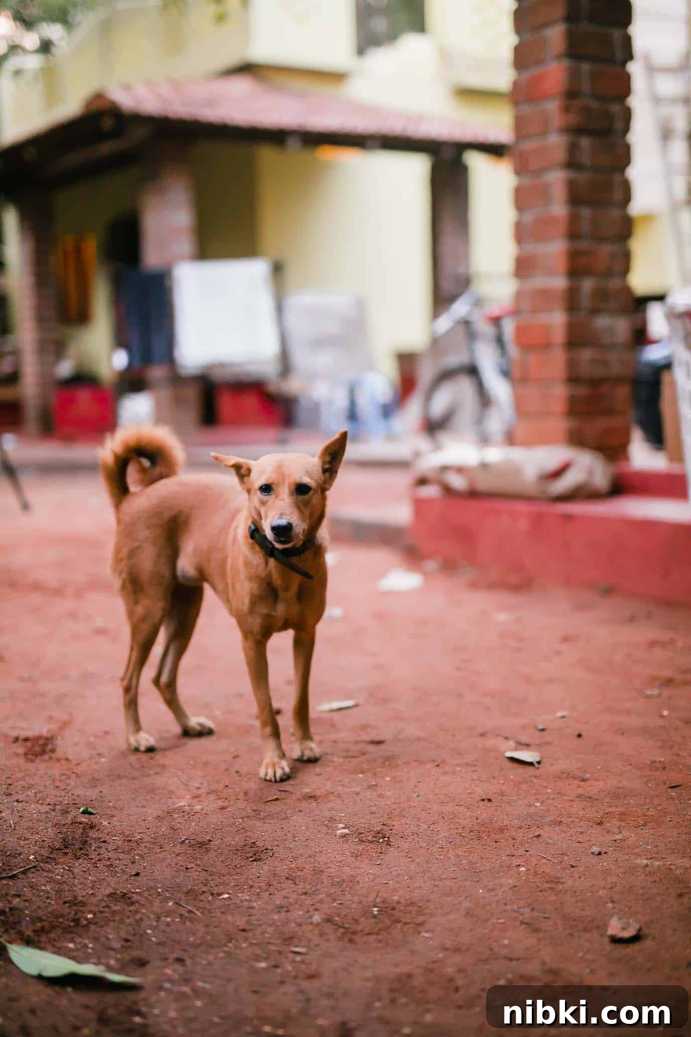 We're Moving: New Address and Service Updates 3 The dogs who've adopted us