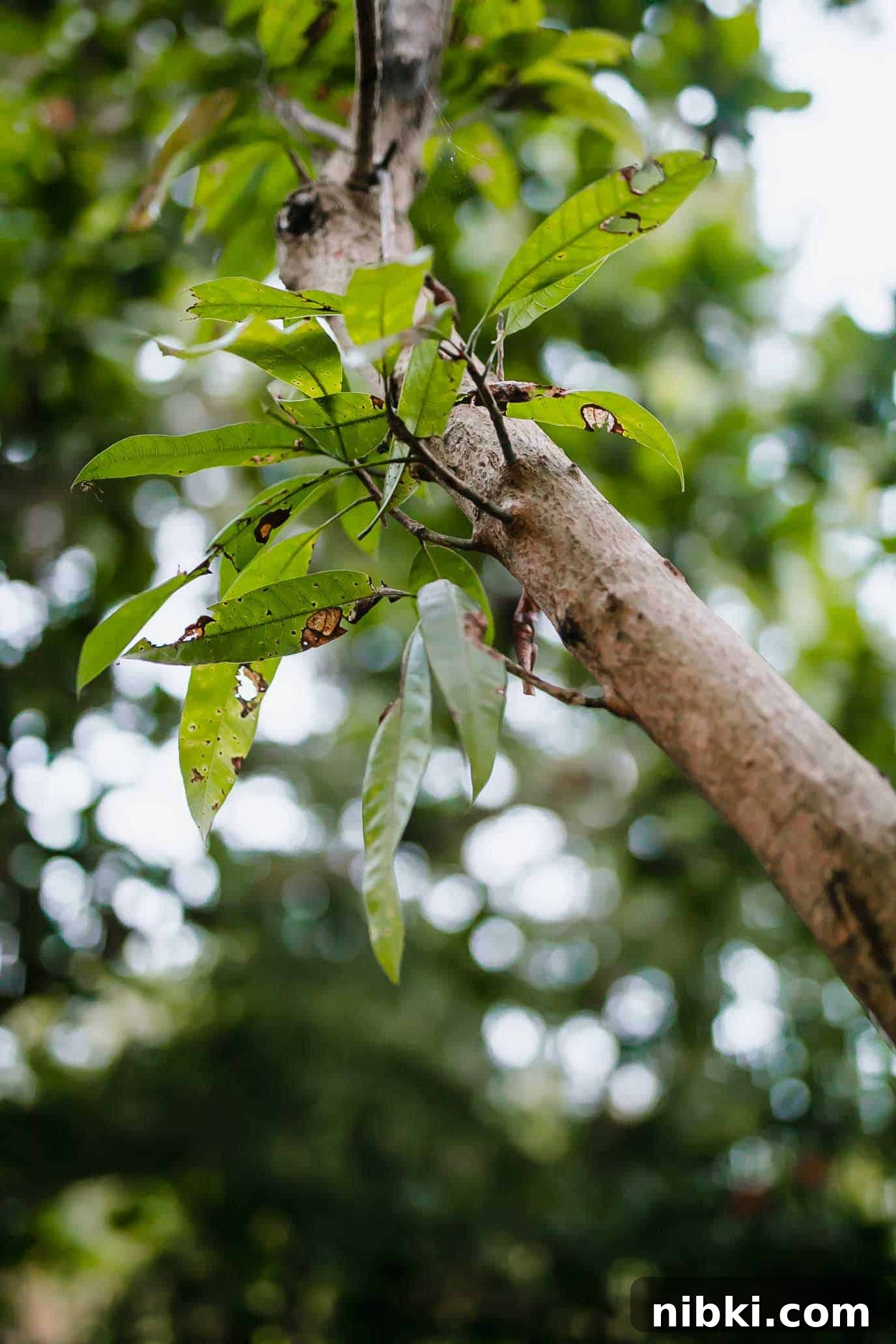 We're Moving: New Address and Service Updates 5 Our mango tree