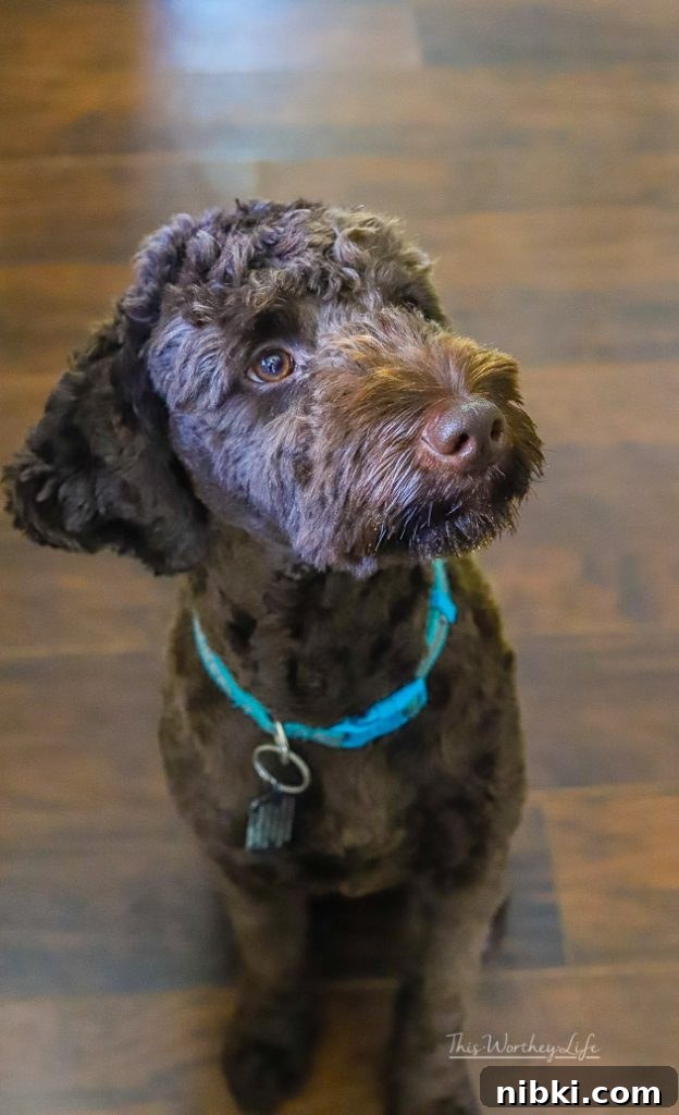 8 Daily Habits to Strengthen Your Bond With Your Dog 2 Things You Need To Do With Your Dog Every Day
