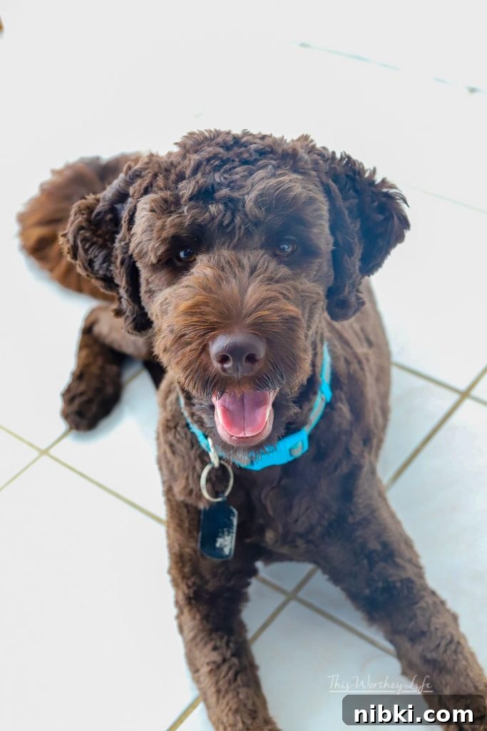 8 Daily Habits to Strengthen Your Bond With Your Dog 11 things you should be doing with your dogs everyday