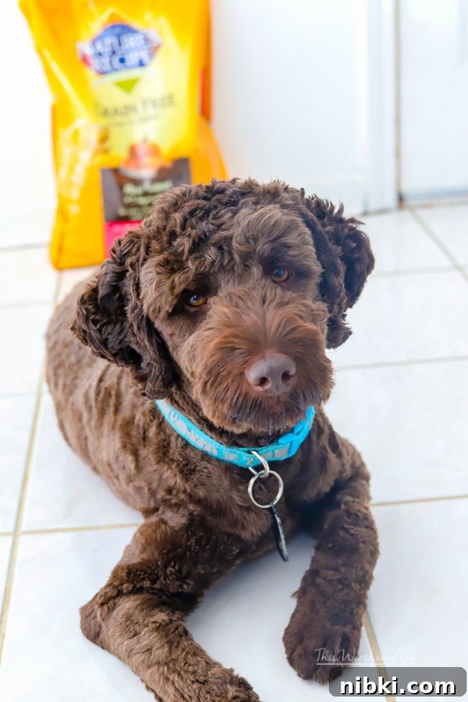 8 Daily Habits to Strengthen Your Bond With Your Dog 12 things you should be doing with your dogs everyday