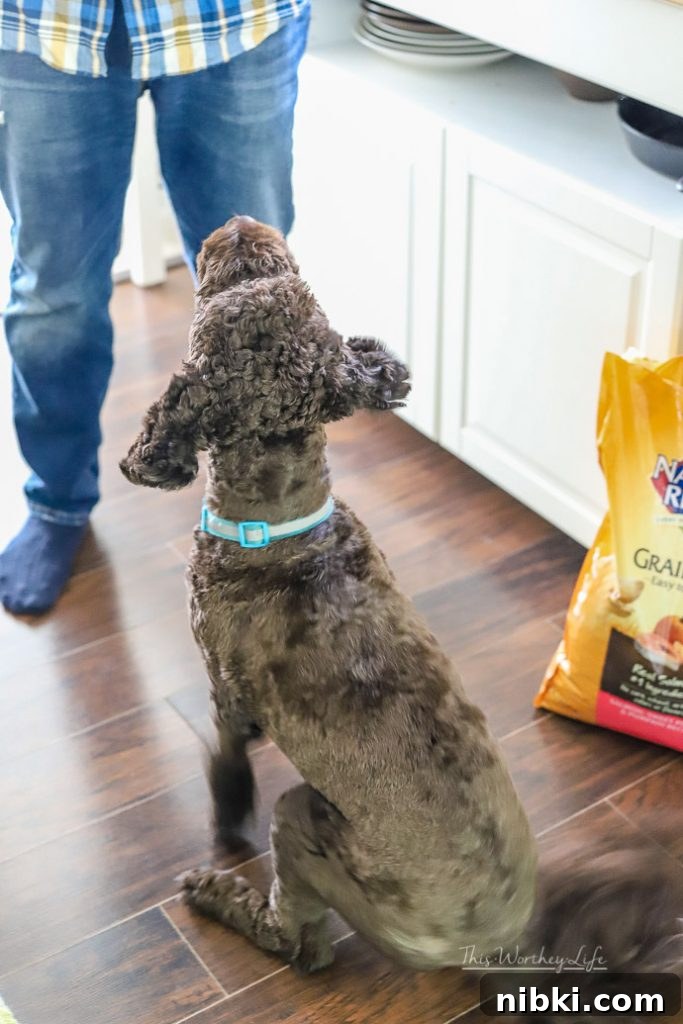 8 Daily Habits to Strengthen Your Bond With Your Dog 4 training your Labradoodle