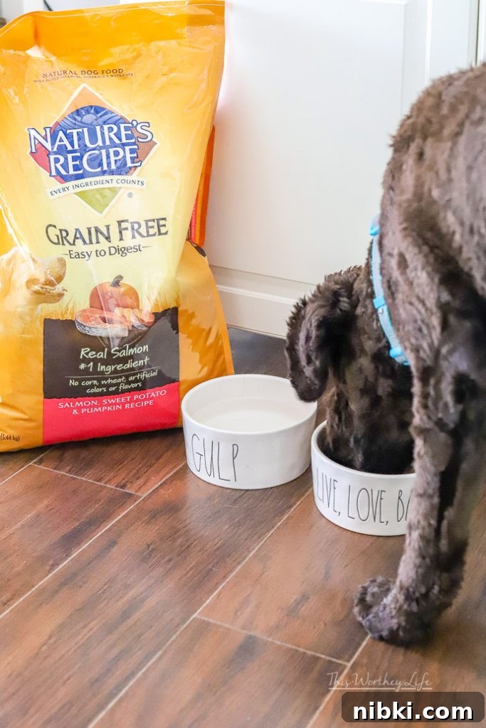 8 Daily Habits to Strengthen Your Bond With Your Dog 5 best food for labradoodles