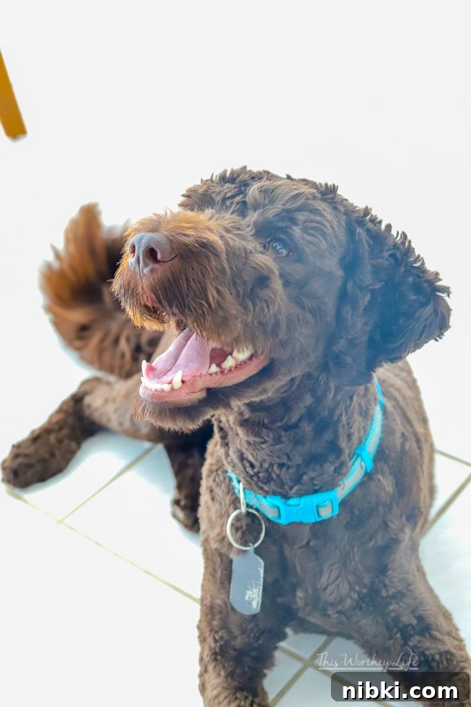 8 Daily Habits to Strengthen Your Bond With Your Dog 9 things you need to do with your dog everyday