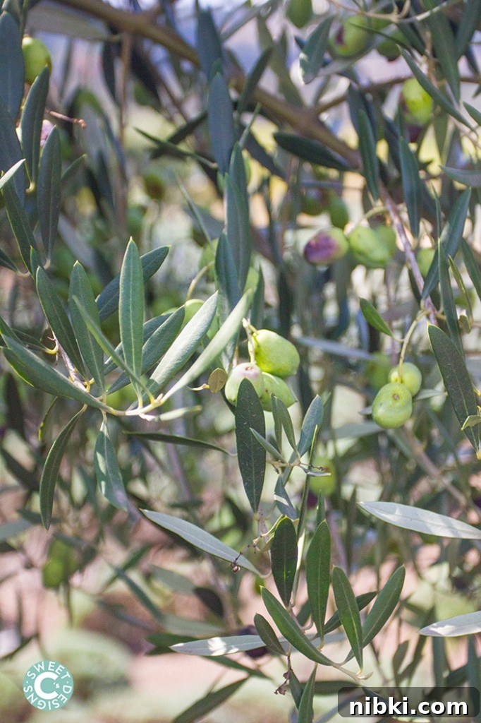 Fall Wine Tastings at Matanzas Creek Winery in Sonoma 2 olives at matanzas creek winery