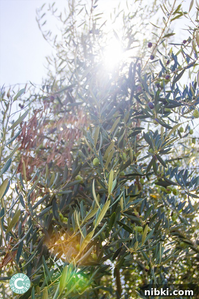 Fall Wine Tastings at Matanzas Creek Winery in Sonoma 3 olive tree