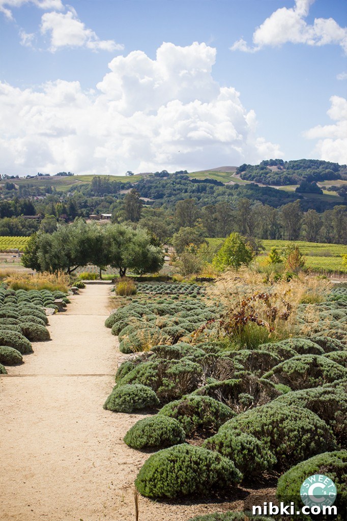 Fall Wine Tastings at Matanzas Creek Winery in Sonoma 4 fall at matanzas creek