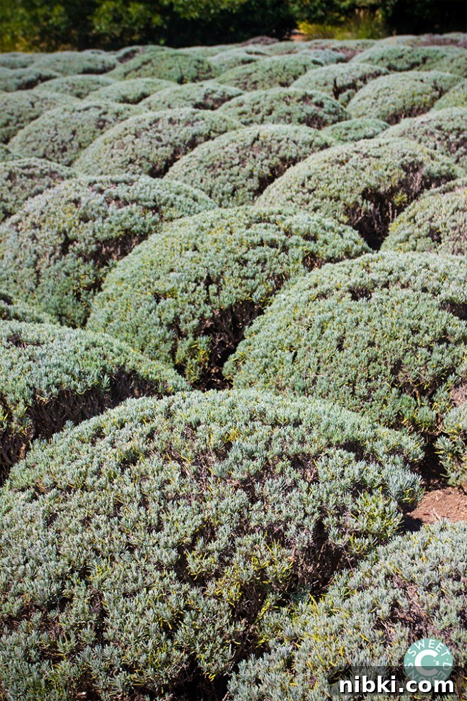 Fall Wine Tastings at Matanzas Creek Winery in Sonoma 5 Matanzas Creek Lavender