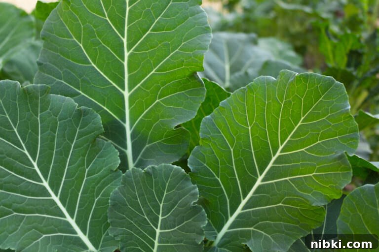 Ye'Abesha Gomen: Ethiopian Collard Greens Recipe (Vegan) 2 Collard Greens growing in the garden