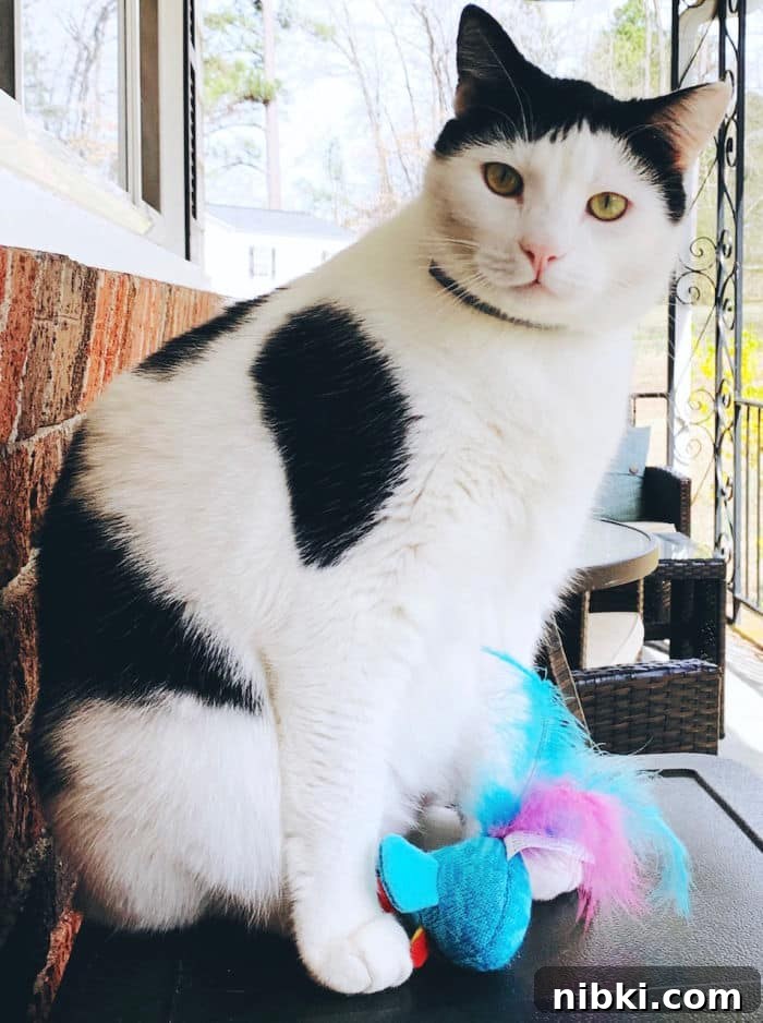 DIY Easter Basket Ideas for Pets 2 pet easter basket