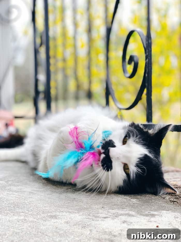 DIY Easter Basket Ideas for Pets 8 Ron rolling with cat toy