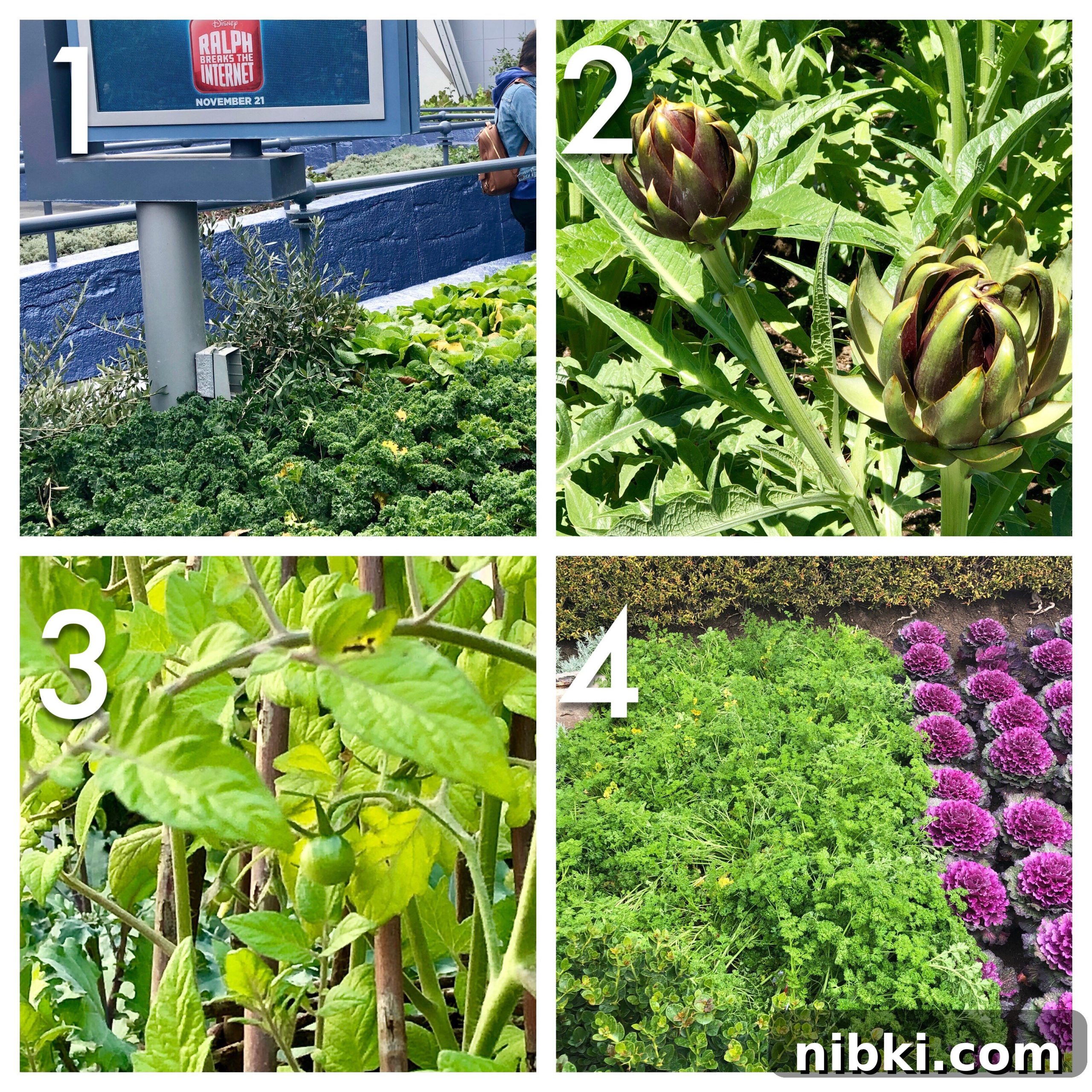 Plant Treasure Hunt in Disneyland