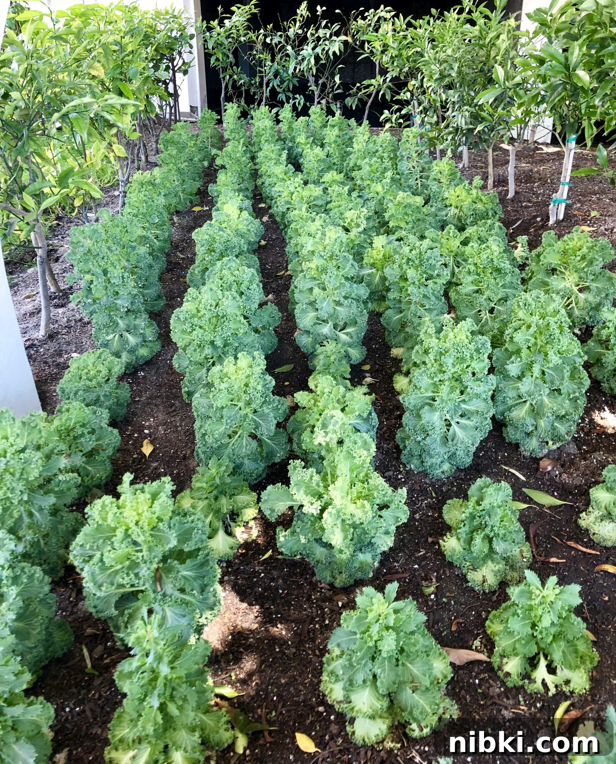 7 Disneyland Secrets You Never Knew 4 rows of lettuce Discover 5 Secrets of Tomorrowland (edible plants)
