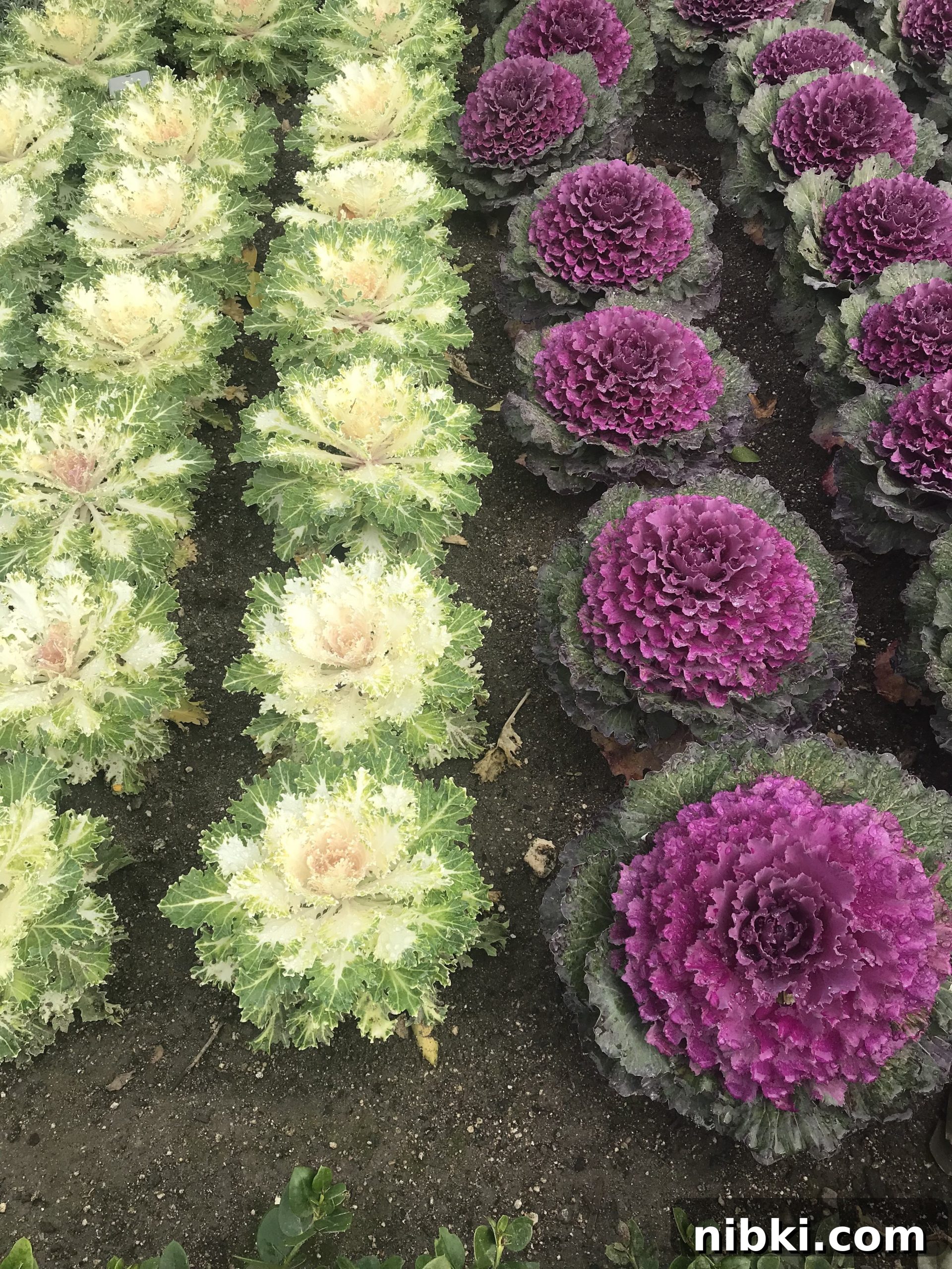 7 Disneyland Secrets You Never Knew 5 purple and white cabbage grows in Tomorrowland, Disneyland