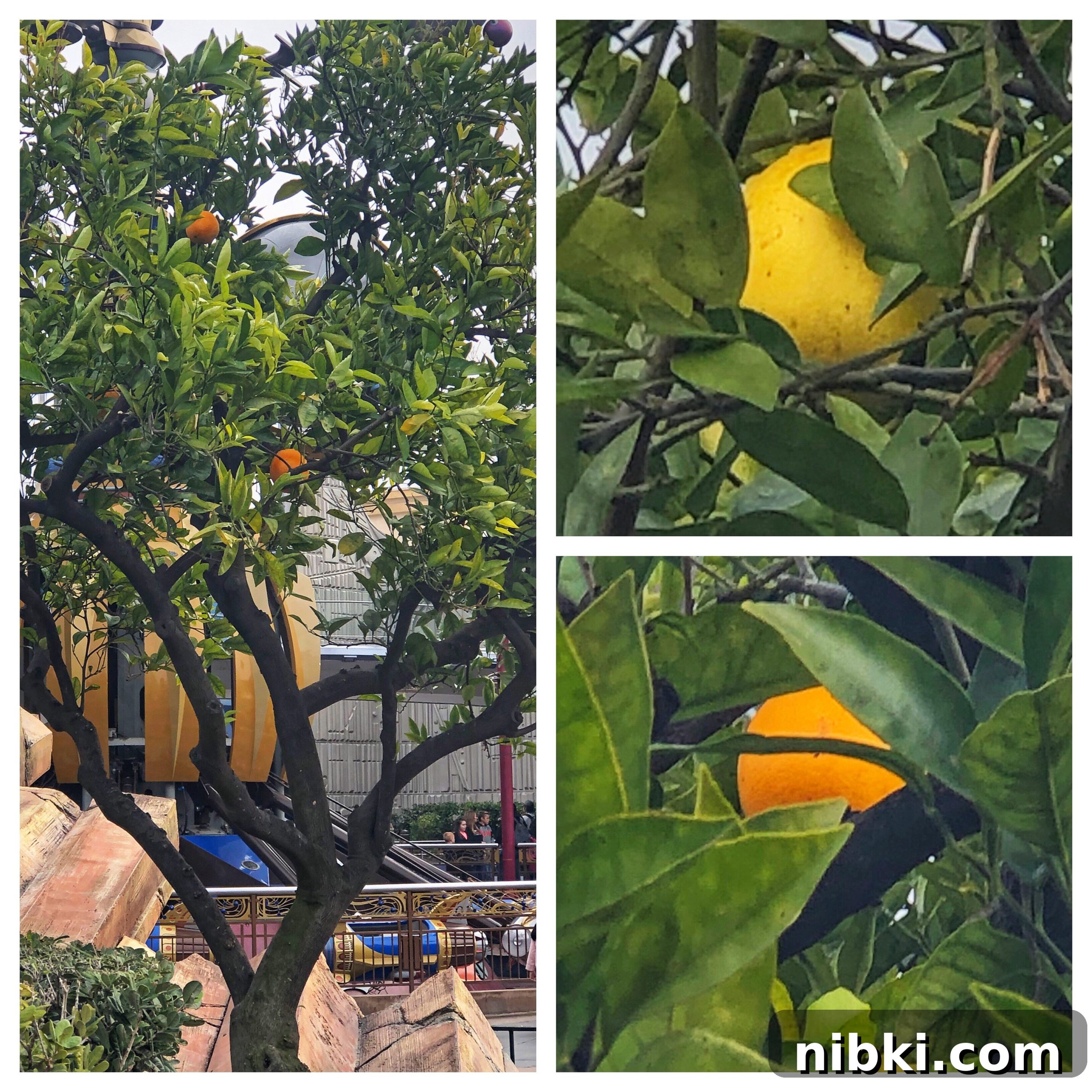 7 Disneyland Secrets You Never Knew 6 orange and grapefruit trees Discover 5 Secrets of Tomorrowland