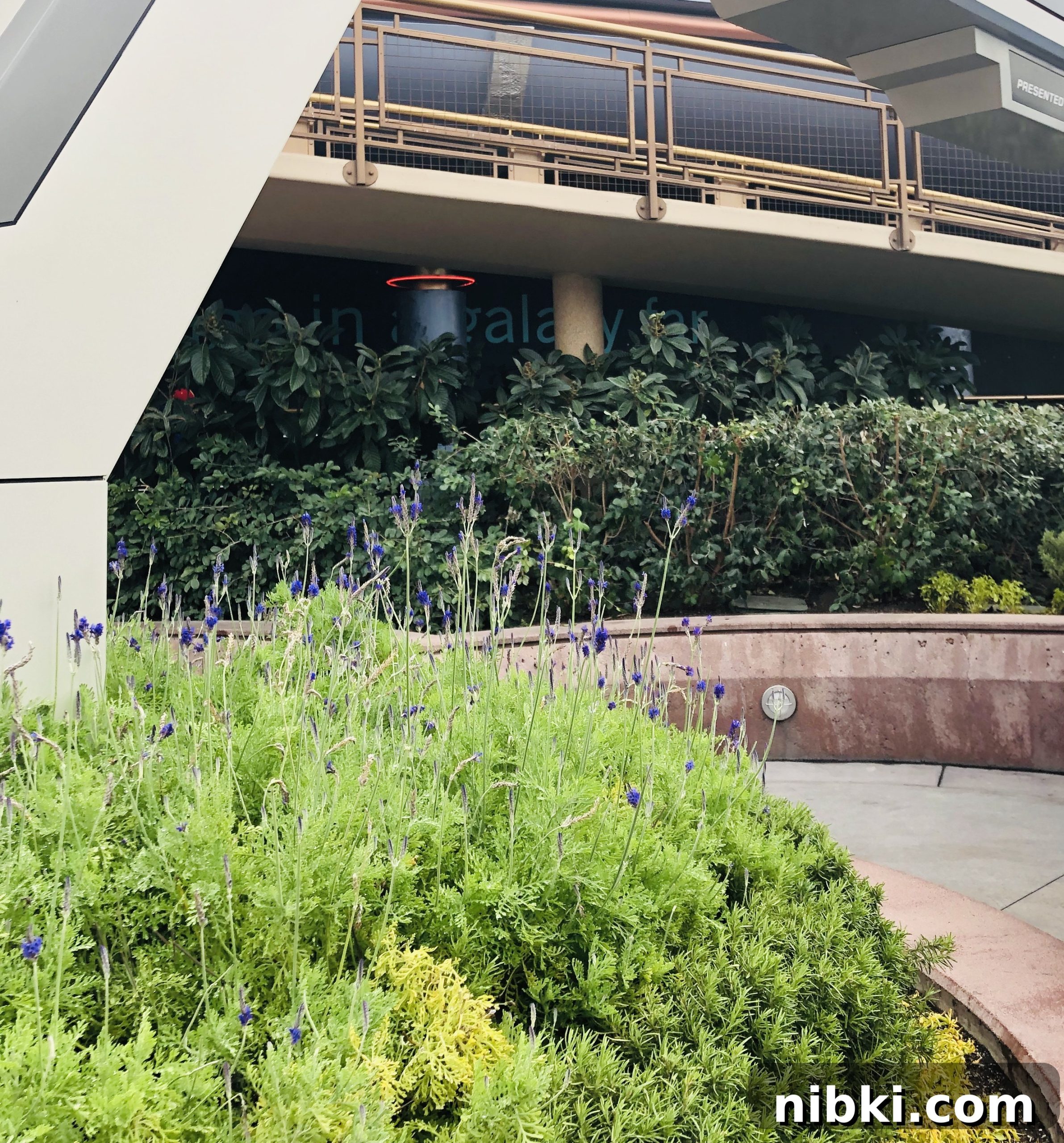 lavender plants in Tomorrowland