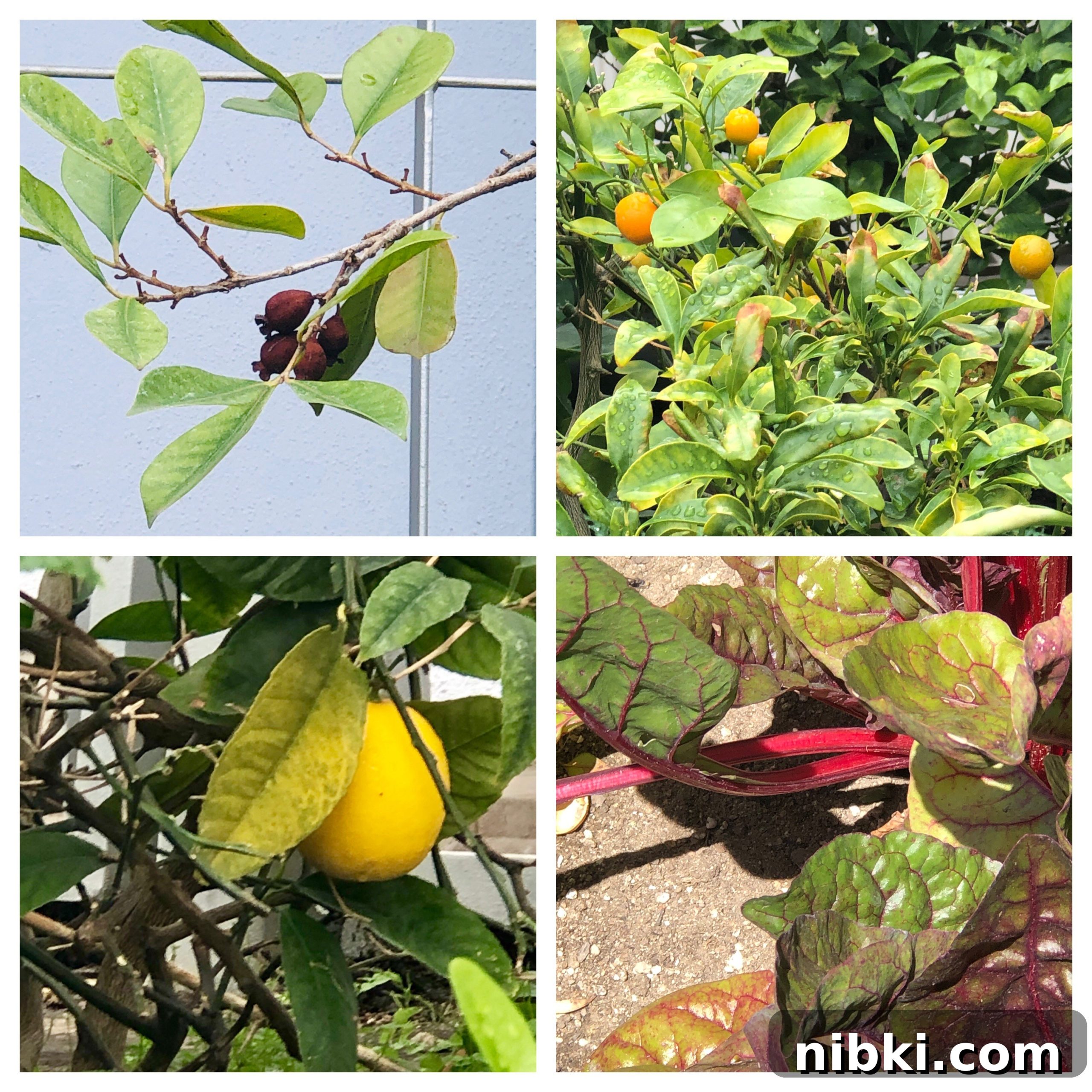 7 Disneyland Secrets You Never Knew 8 pomegranate, kumquat, lemon, rhubarb in Tomorrowland, Disneyland