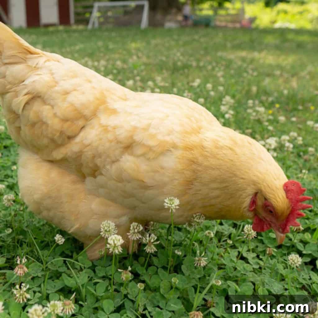 large brown chicken in field of clover