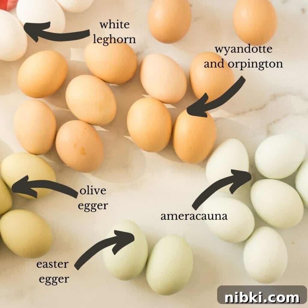 colored eggs laid out on counter labeled with the chickens that lay colored eggs