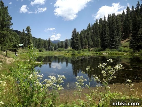 Sante Fe National Forest